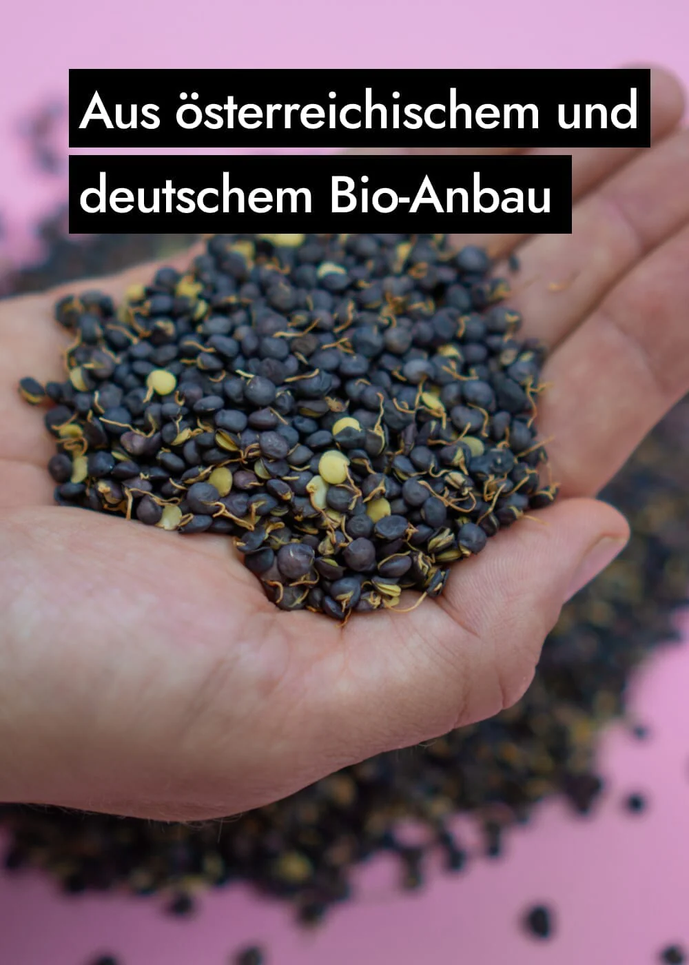 Vorschaubild 12