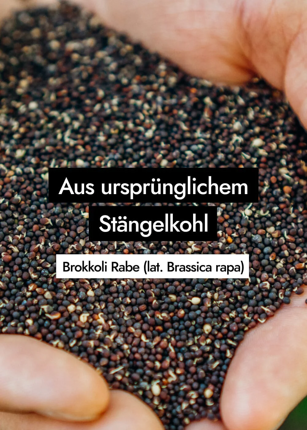 Vorschaubild 13