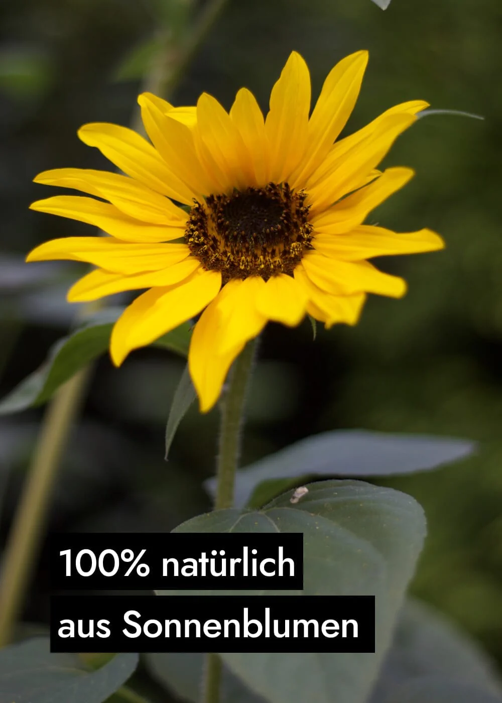 Vorschaubild 7