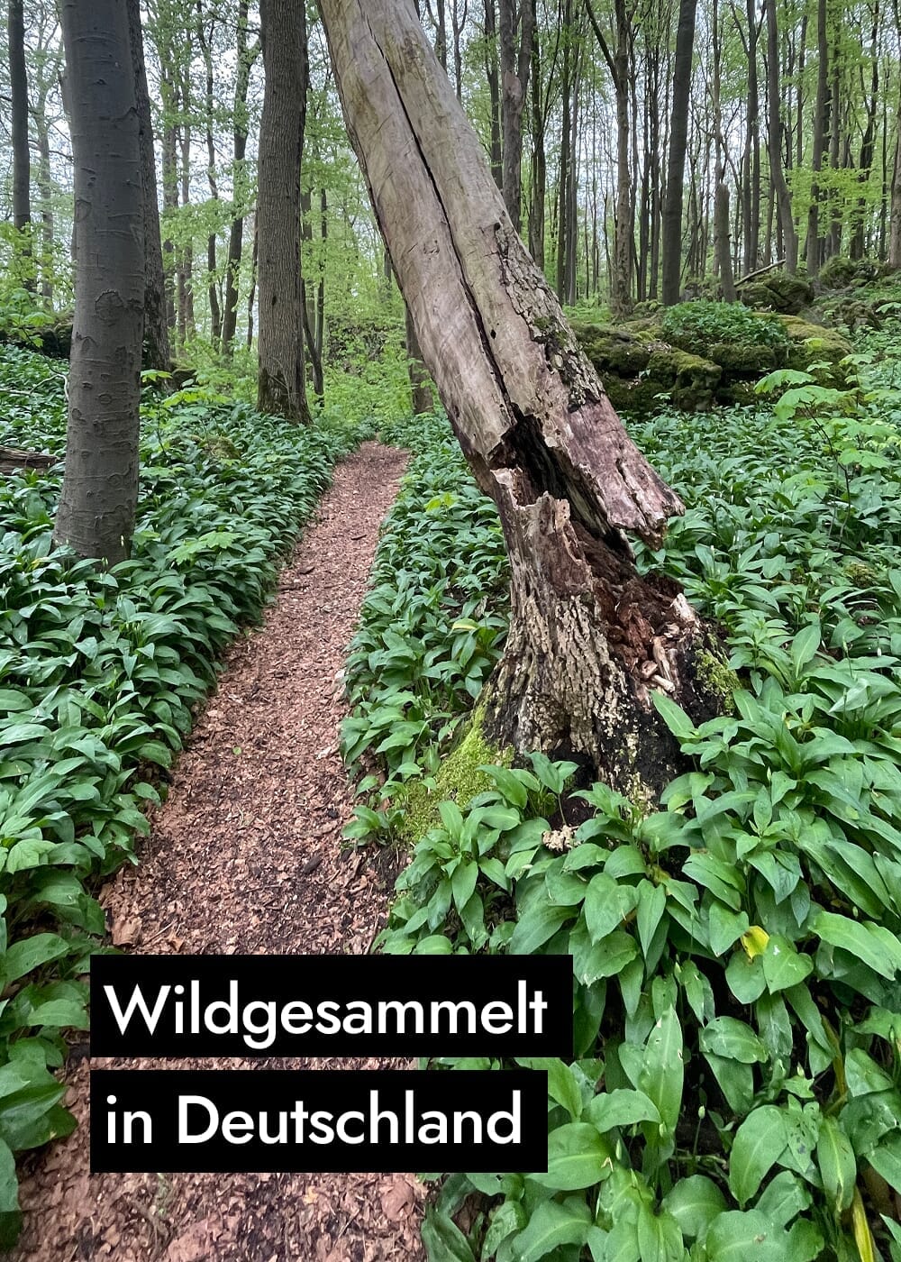 Vorschaubild 4