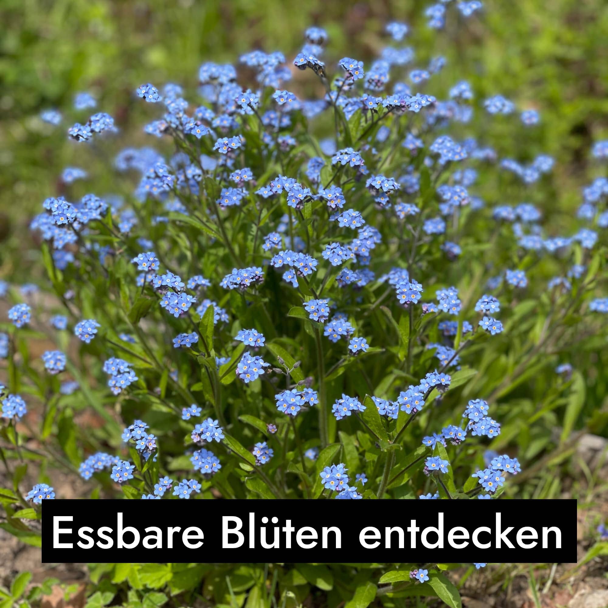 Vorschaubild 5
