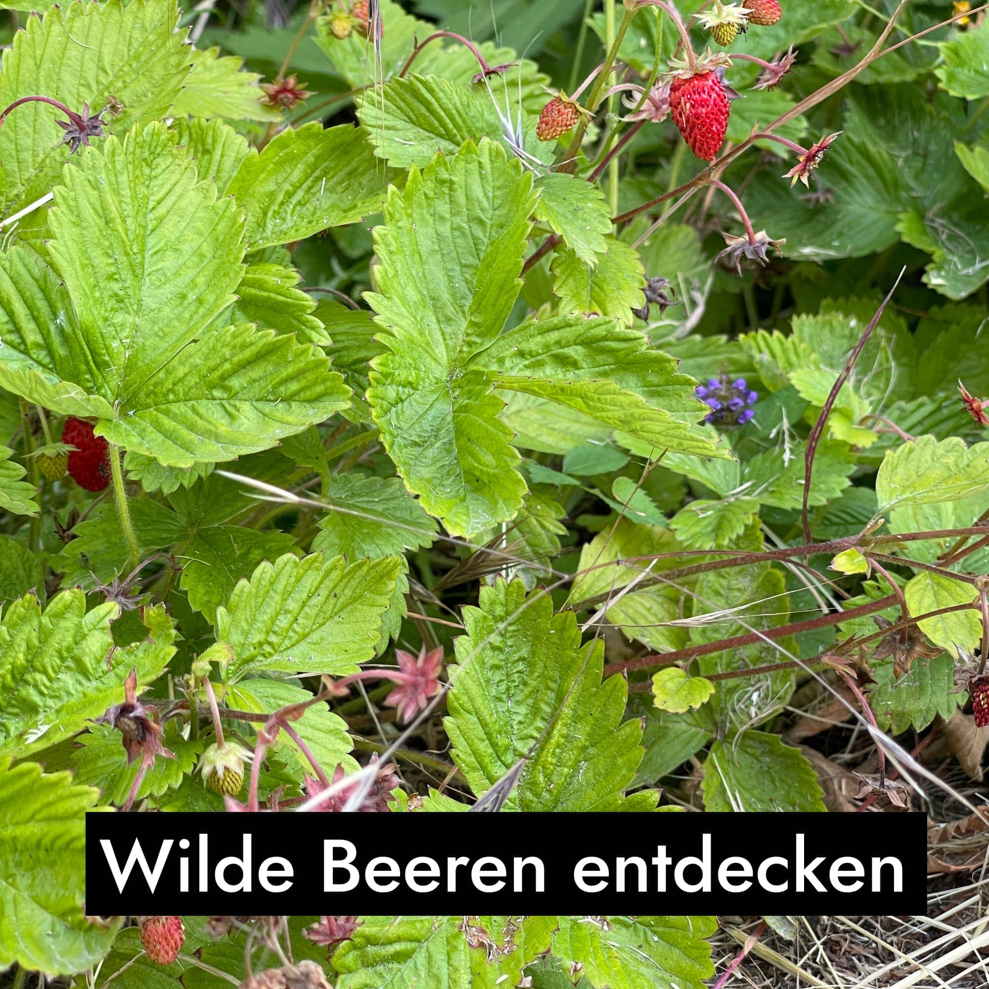 Vorschaubild 9