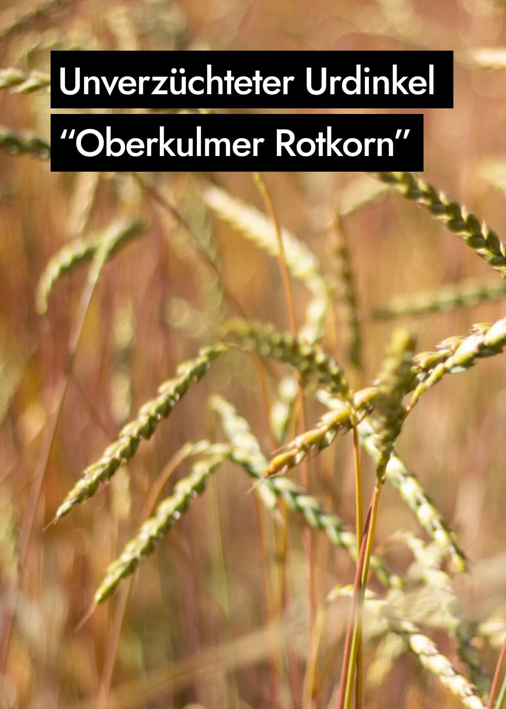 Vorschaubild 10